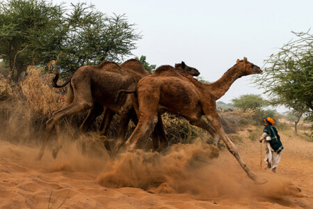 pushkar mela,subir basak photography,Pushkar fair