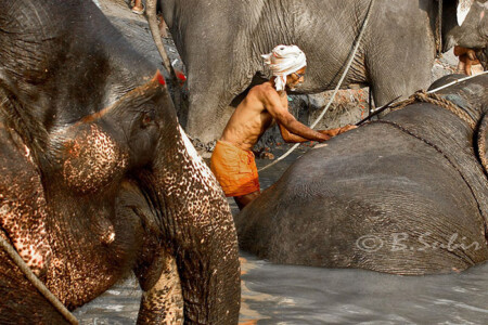 Sonepur fair,sonepur mela,sonepur cattle fair,photo gallery