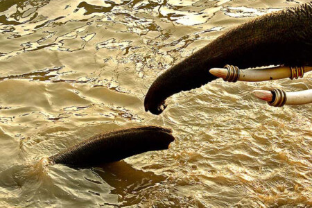 Sonepur fair,sonepur mela,sonepur cattle fair,photo gallery